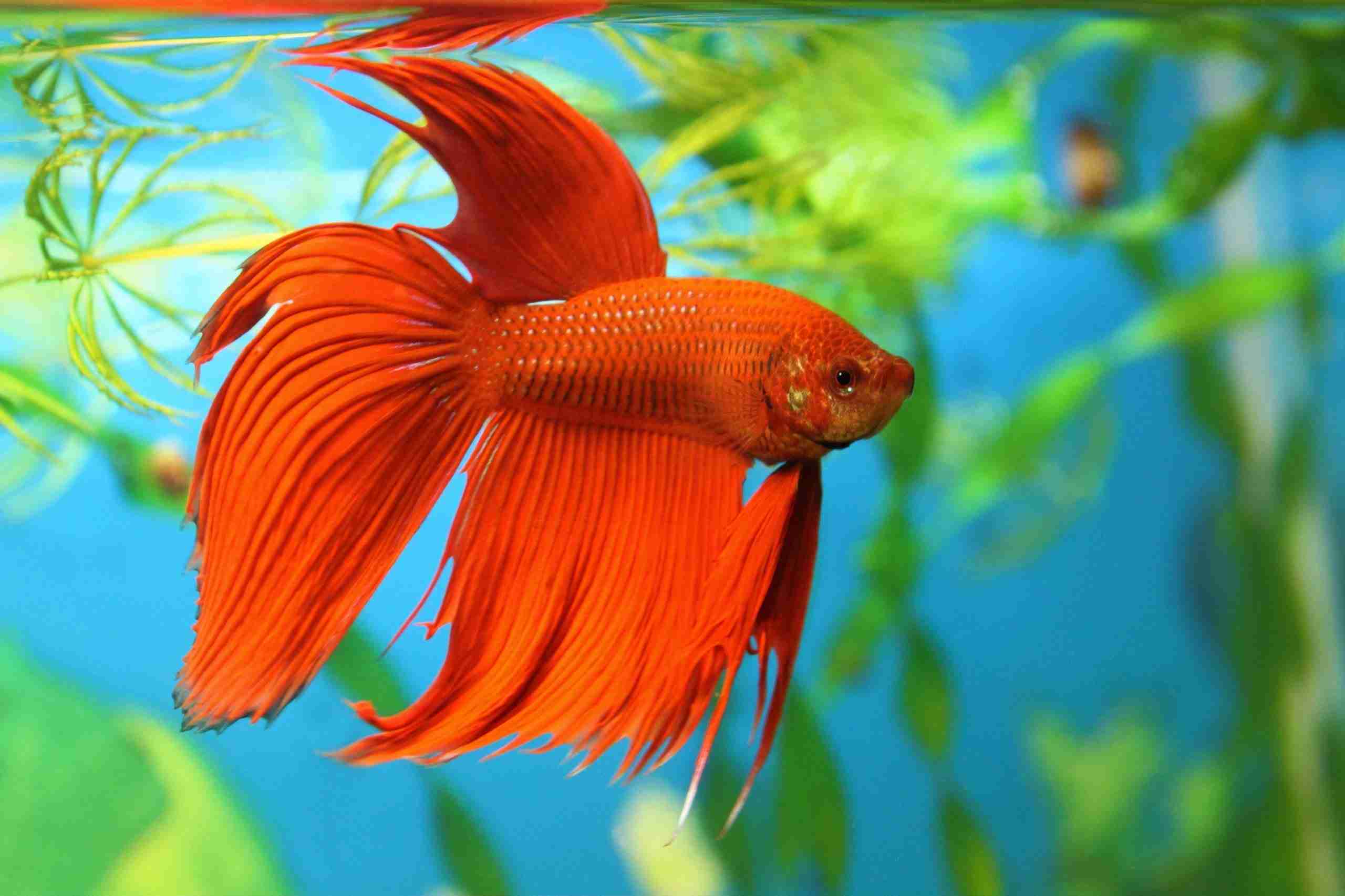 37 Things That You Probably Didn T Know About Fish 37 Things That You Probably Didn T Know About Fish