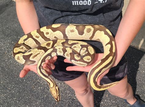 Adopted Python Regius Ball Python Soup Pyt Regiussoup Adopted Python Regius Ball Python Soup Pyt Regiussoup