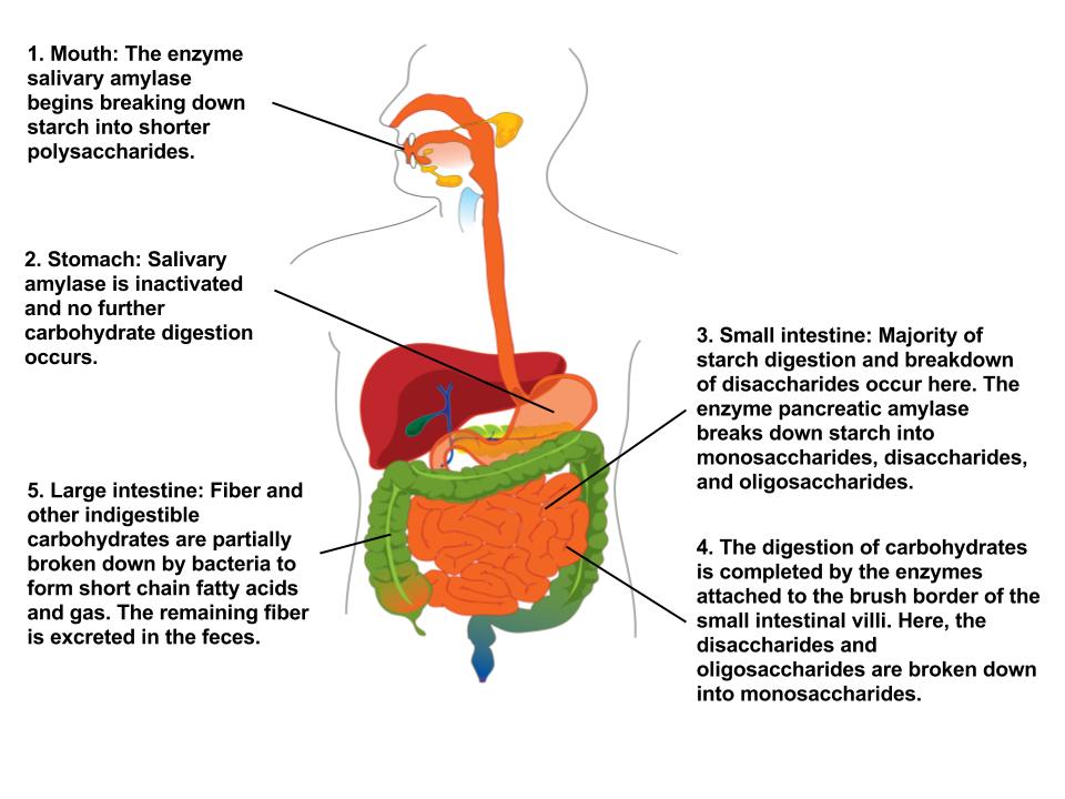 Unraveling Carb Digestion: Where It All Begins