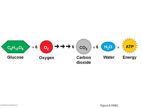 Cellular Respiration Equations Cellular Respiration Equations