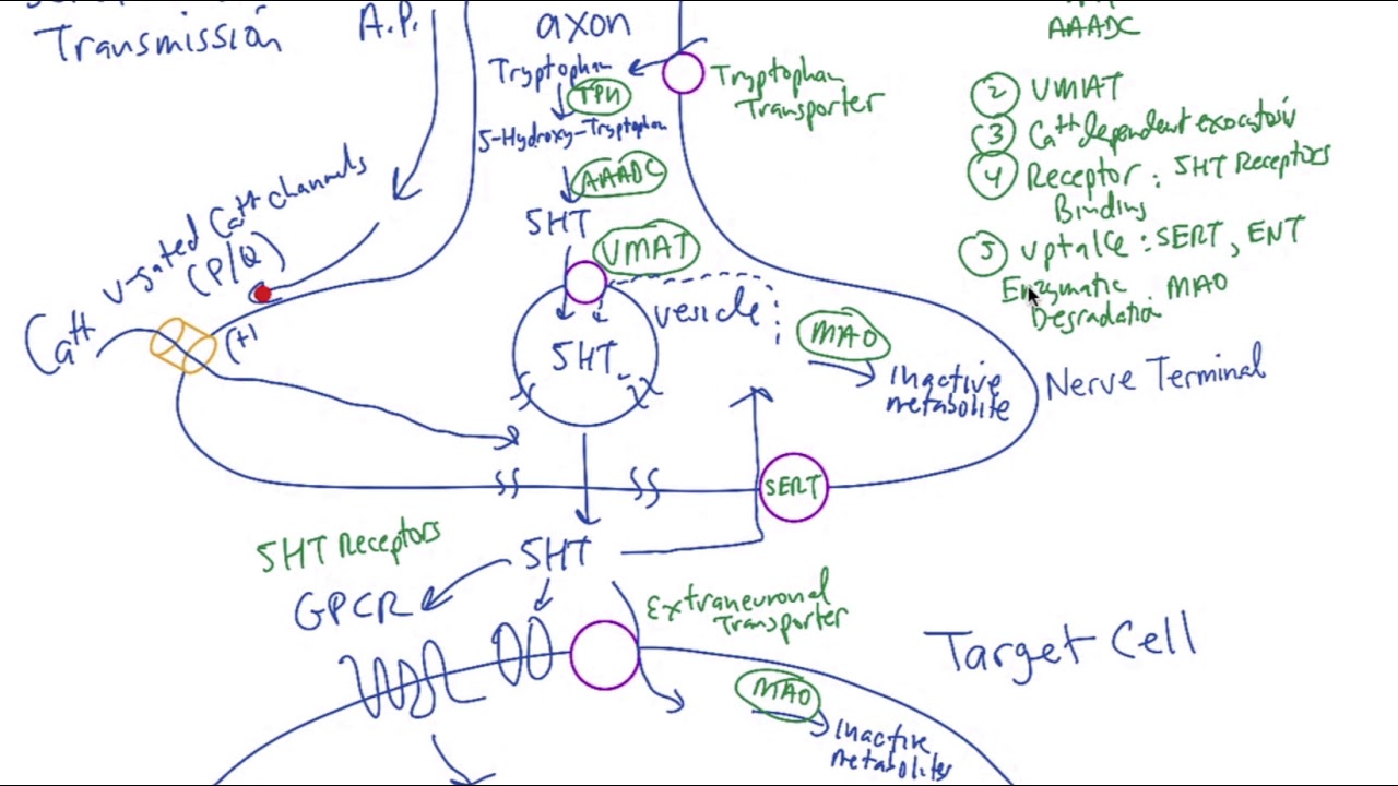 Coding Principles And Mechanisms Of Serotonergic Transmission Modes Molecular Psychiatry Coding Principles And Mechanisms Of Serotonergic Transmission Modes Molecular Psychiatry