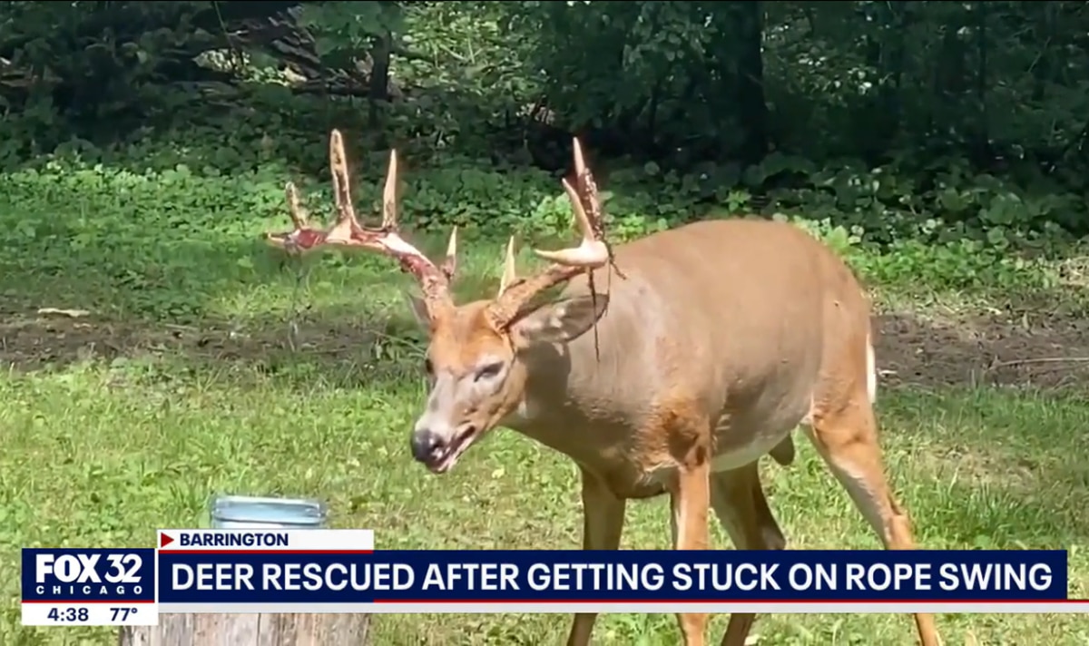 Deer Attack: 5 Key Facts
