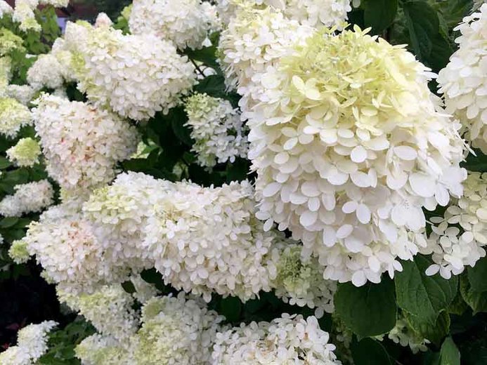Hydrangeas: A Texas Garden Gem