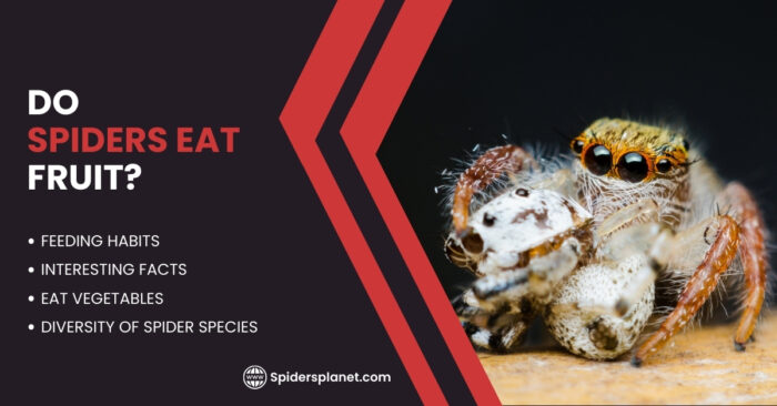 Do Spiders Eat Fruit Unveiling The Secrets Spiders Planet