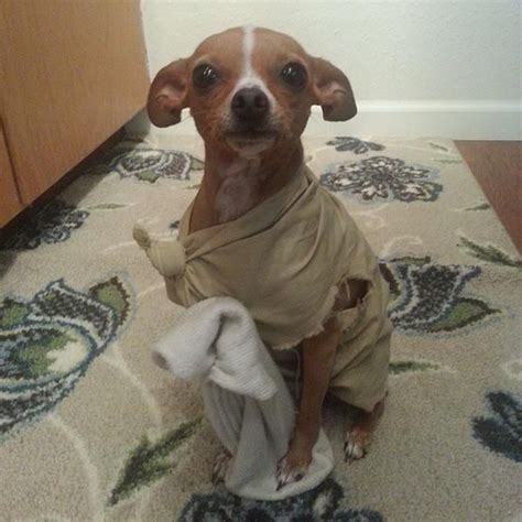 Dobby The House Elf Dog Costume Google Search Disfraz Para Perros Halloween Halloween Para Dobby The House Elf Dog Costume Google Search Disfraz Para Perros Halloween Halloween Para