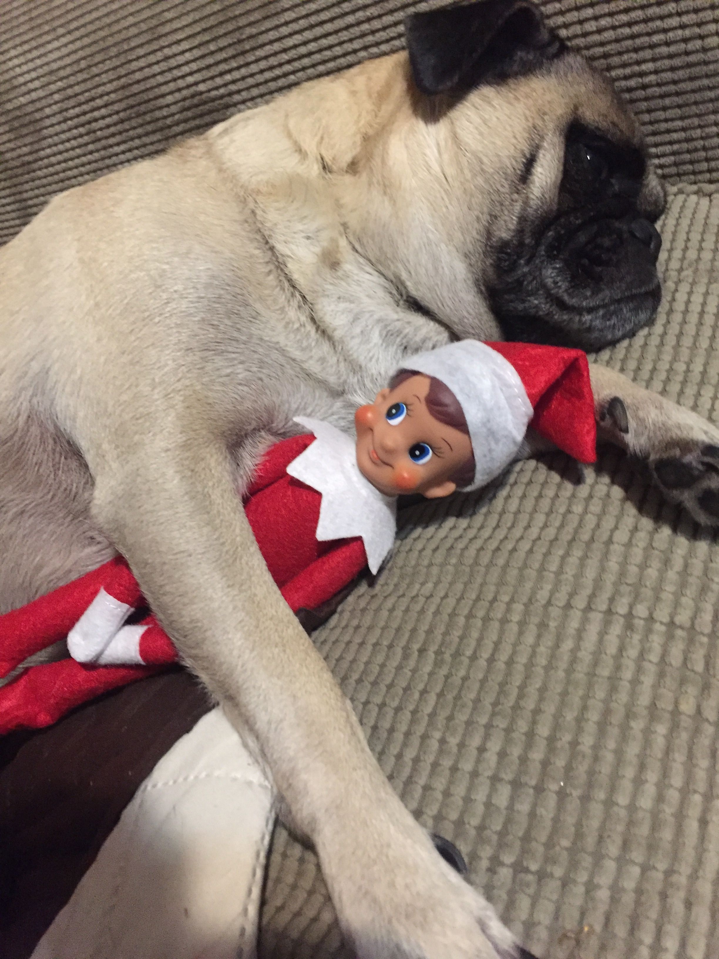 The Elf's Canine Companion.