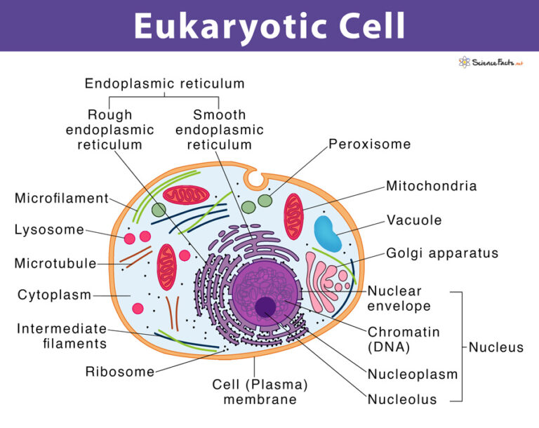 Eukaryotic Cells Definition Characteristics Structure Examples Eukaryotic Cells Definition Characteristics Structure Examples