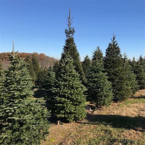 Free Christmas Trees: Local Deals Unveiled