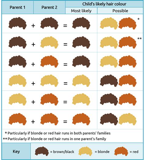Hair Color Chart Genetics Hair Color Chart Genetics