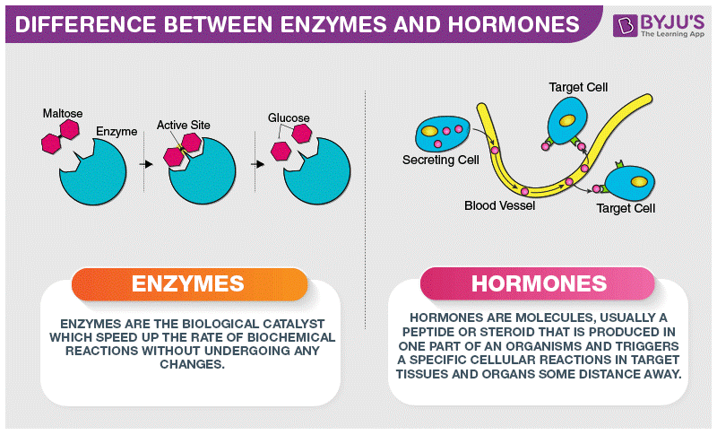 Hormones and Enzymes: Unveiling Their Unique Roles