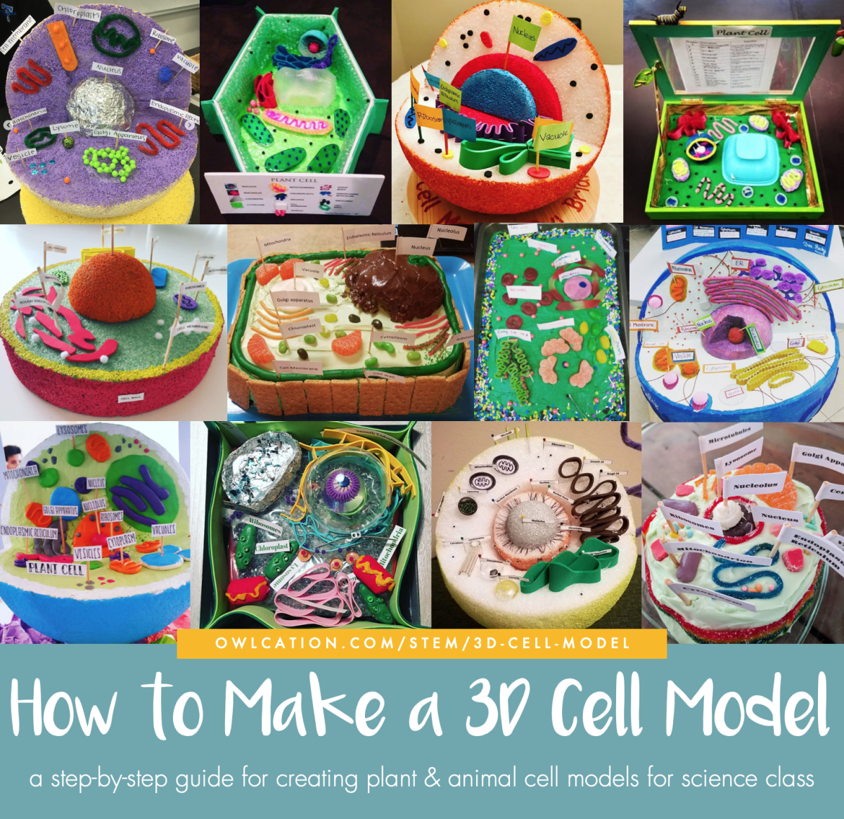 How To Create 3D Plant Cell And Animal Cell Models For Science Class Owlcation How To Create 3D Plant Cell And Animal Cell Models For Science Class Owlcation