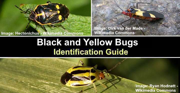 Indentification Help Tiny Black And Yellow Bug With Large Mandibles R Entomology Indentification Help Tiny Black And Yellow Bug With Large Mandibles R Entomology
