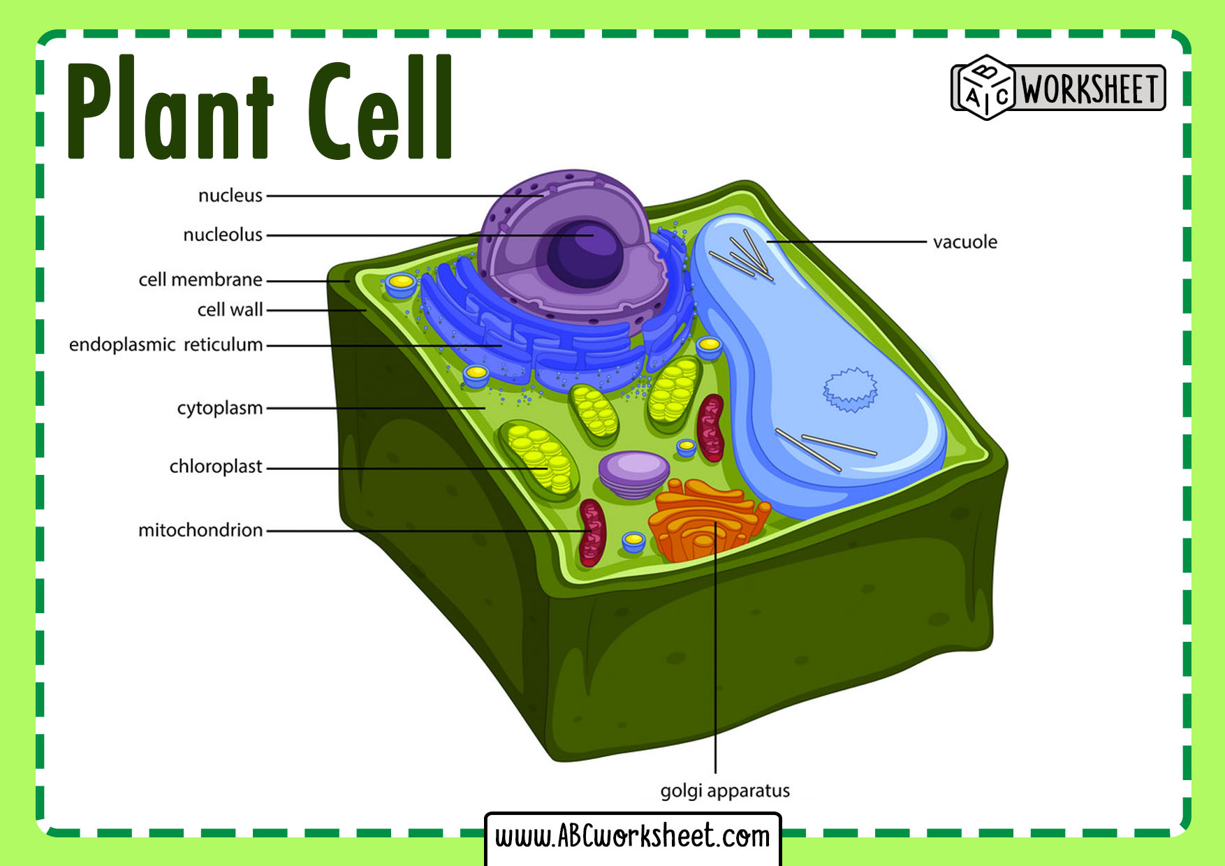 Unveiling the Plant Cell: A Visual Guide Unveiling the Plant Cell: A Visual Guide