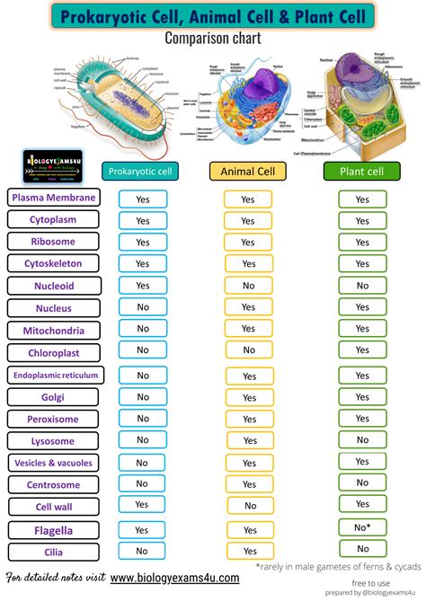 Plant And Animal Cell Chart Plant And Animal Cell Chart