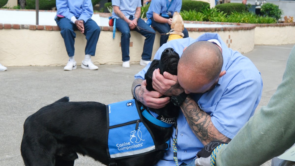 San Quentin Inmates Reunite With Puppies They Raised Into Service Dogs Ap News San Quentin Inmates Reunite With Puppies They Raised Into Service Dogs Ap News