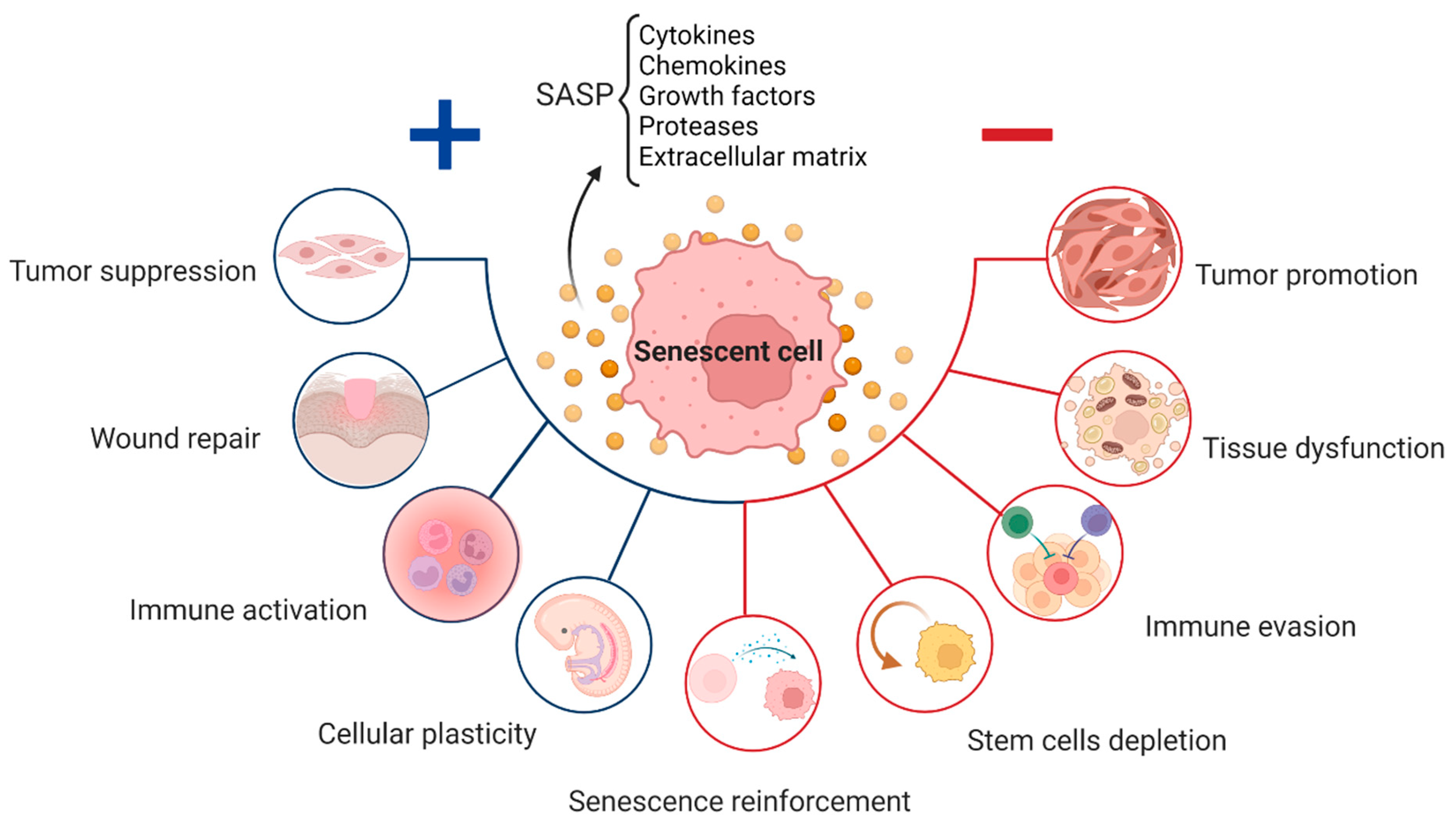 Senescence In Physiological Processes And Age Related Diseases Encyclopedia Mdpi Senescence In Physiological Processes And Age Related Diseases Encyclopedia Mdpi