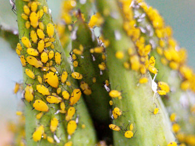 5 Tips: Stop Small Yellow Bugs 5 Tips: Stop Small Yellow Bugs