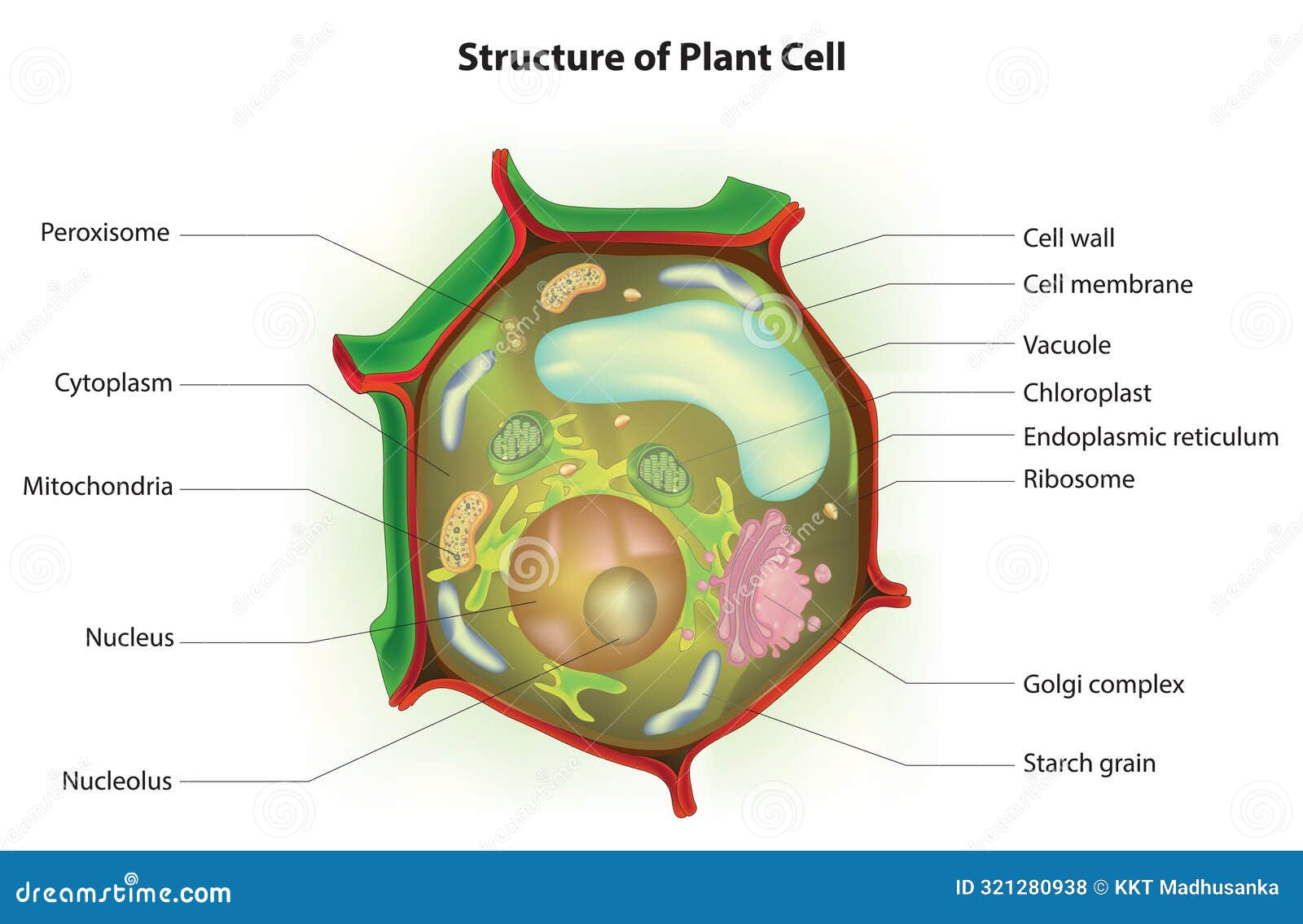 Structure Of Typical Plant Cell Coloso Structure Of Typical Plant Cell Coloso