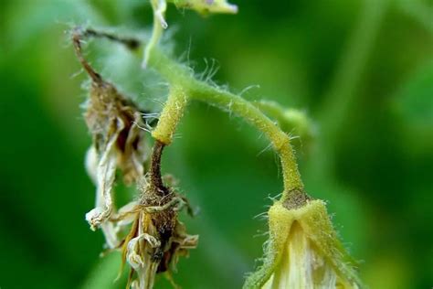 Why Are Tomato Flowers Falling Off?