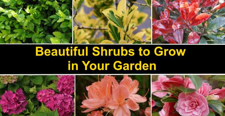 Bushes and Shrubs: A Guide to 10 Types