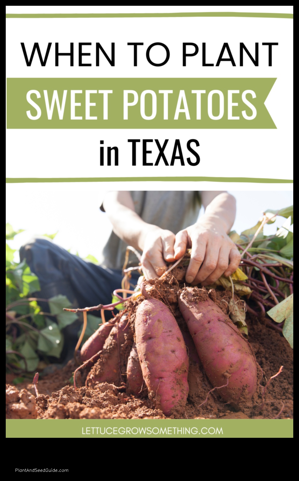3 Key Tips for Texas Sweet Potato Planting